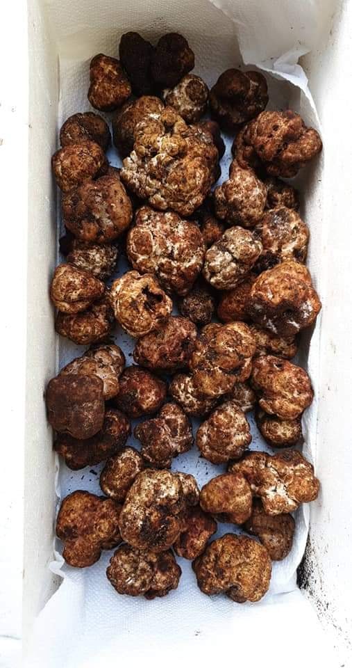 I sapori di una volta - Tartufo Bianchetto di Sabbia (Tuber Borchii) - TARTUFI