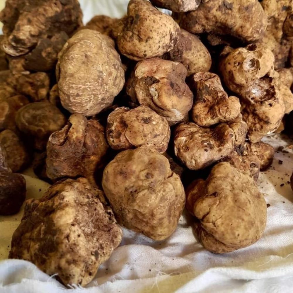 I sapori di una volta - Tartufo Bianco Pregiato - (Magnatum Pico) - TARTUFI