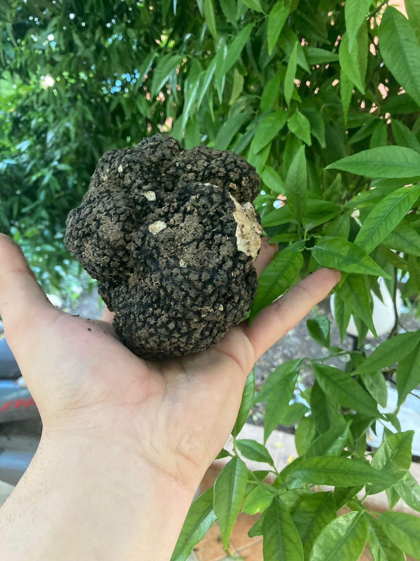 I sapori di una volta - Tartufo Nero Uncinato (Tuber Uncinatum) - TARTUFI
