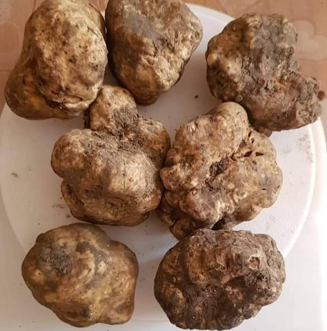 I sapori di una volta - Tartufo Bianco Pregiato - (Magnatum Pico) - TARTUFI