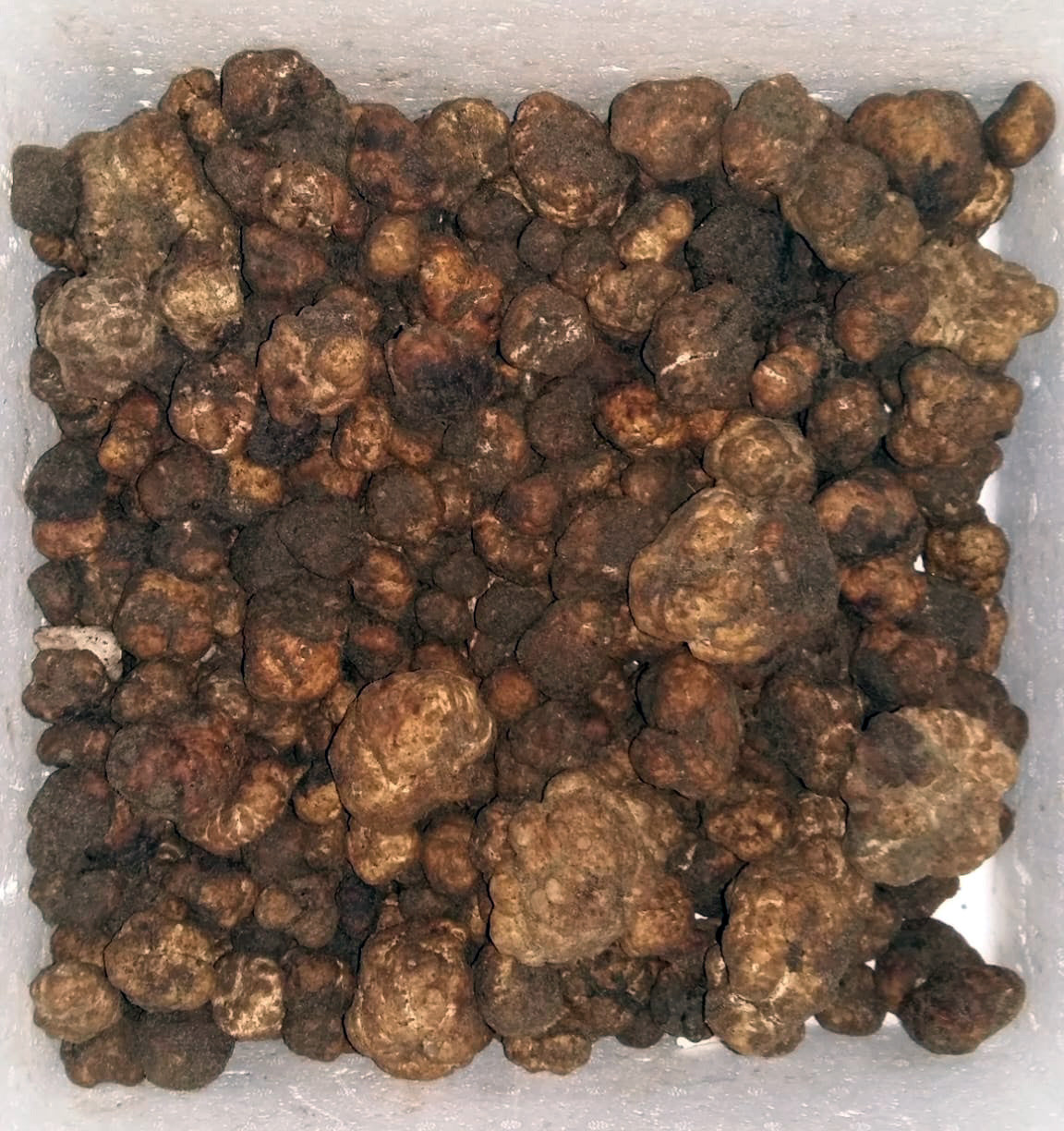 I sapori di una volta - Tartufo Bianchetto di Sabbia (Tuber Borchii) - TARTUFI