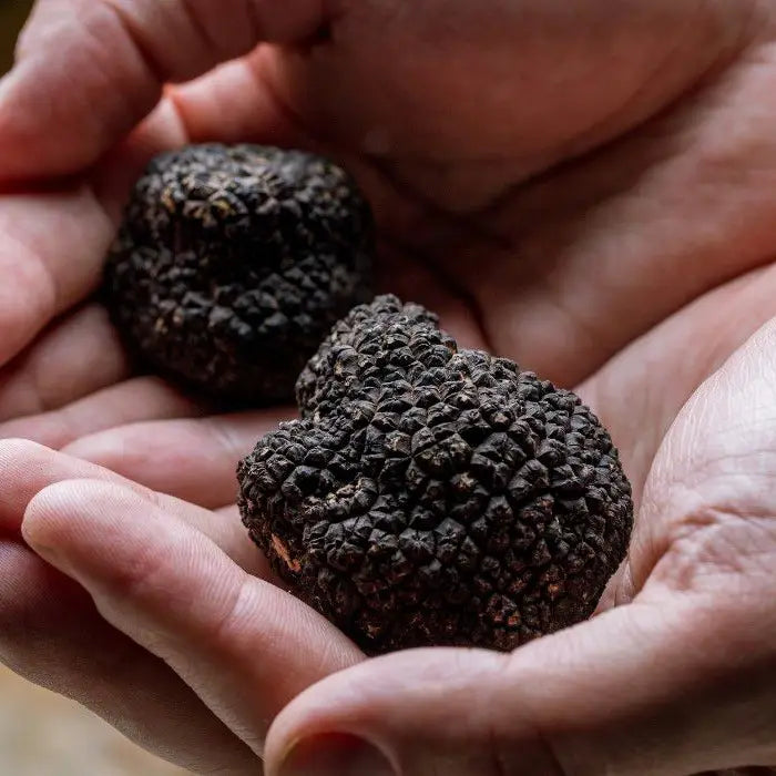 Tartufo Nero Scorzone (Tuber Aestivum)
