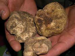 I sapori di una volta - Tartufo Bianco Pregiato - (Magnatum Pico) - TARTUFI